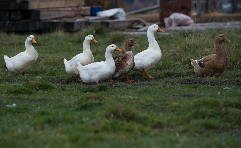 Стаи белолобых гусей пролетели над Петербургом по пути в Европу